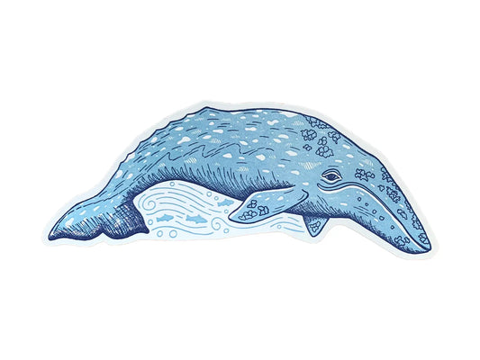 Grey Whale Postcard