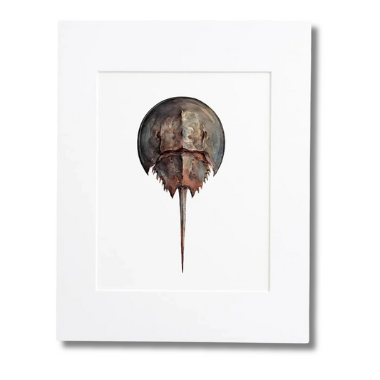 Horseshoe Crab Print