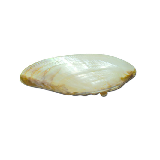 Seashell Plate