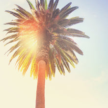 Load image into Gallery viewer, Palm Tree Kit
