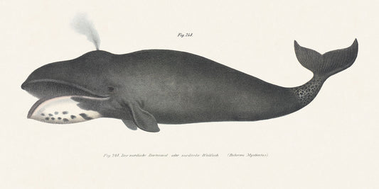 Bowhead Whale Print