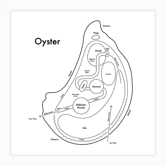 Oyster Letterpress Print